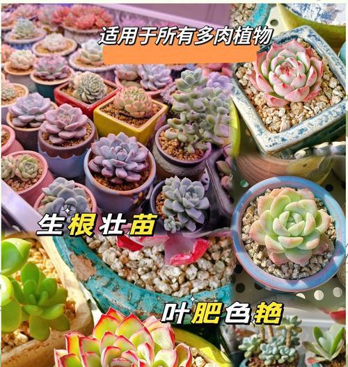 一月怎样让多肉快速生根（室内养殖技巧与经验分享）