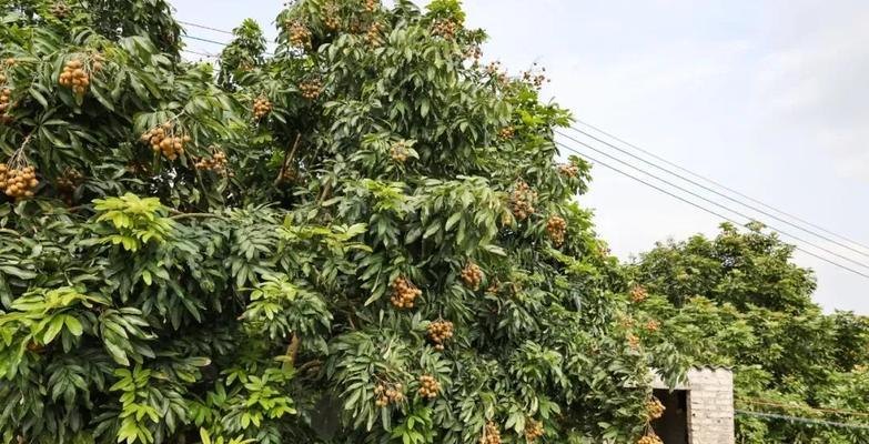 龙眼成熟上市时间及特点（龙眼熟期、采摘技巧、保存方法、价格等相关内容）