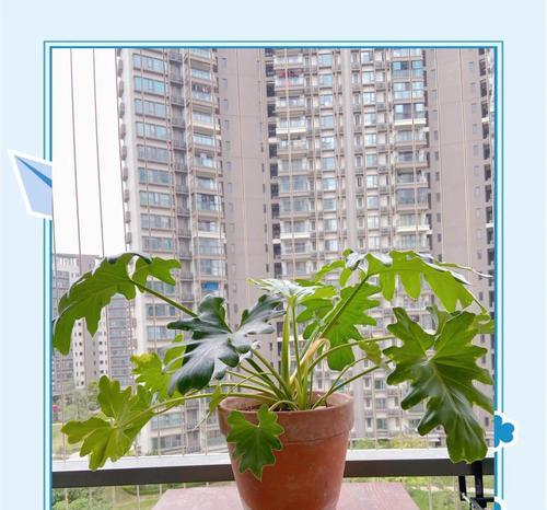 蔓绿绒室内养护指南（打造生态室内环境的首选植物）