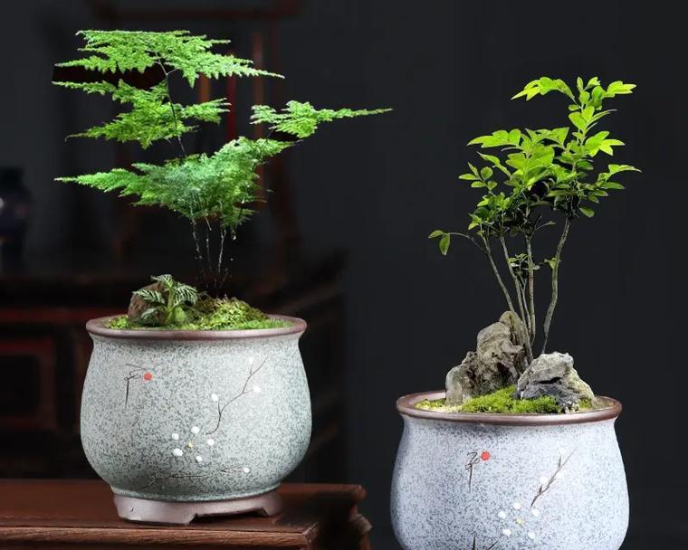 高深花盆的植物选择指南（如何选择高深花盆中最适合的植物？）