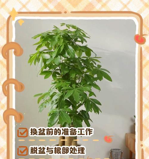 发财树换盆后多久浇水才合适（发财树移植后如何正确浇水，让它健康茁壮生长？）