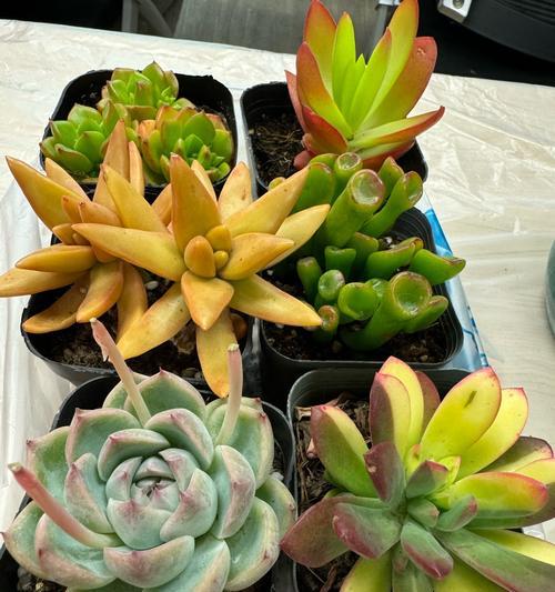 打造好看多肉植物的移植技巧（让你的多肉植物更美丽健康）