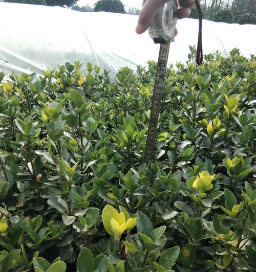 万年青修剪指南（掌握万年青修剪技巧，让植株更健壮）