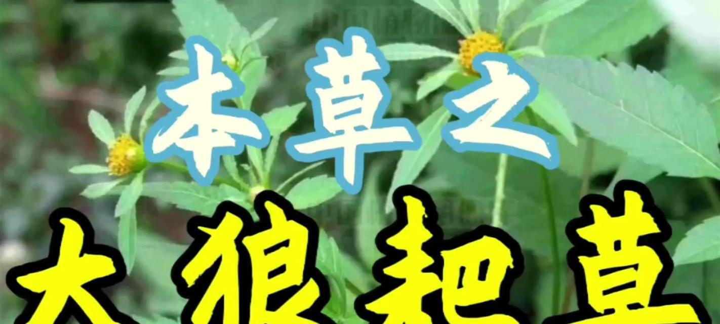 探索鬼针草茎的用法及功效（神奇的鬼针草茎，有着广泛的药用价值）