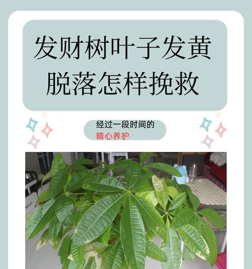 发财树的叶片发黄怎么办？（解决发财树叶片发黄问题的有效方法）