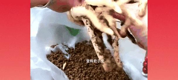 以君子兰发根为主题的养殖技巧（打造健康君子兰，从根开始）