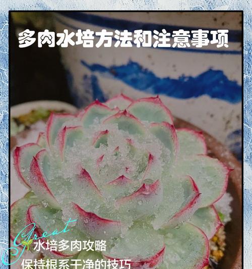 以水培多肉促进快速生长的方法（掌握关键技巧让多肉迅速成长）