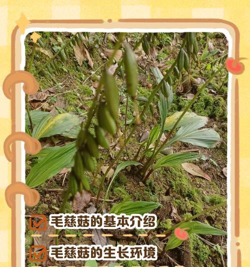 菌菇生长的条件与特点（探秘菌菇生长的秘密，从环境到特性全面解析）