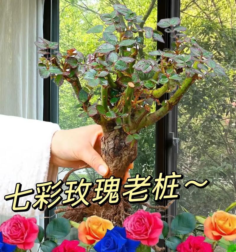 玫瑰浇水的正确方法（让你的新种植玫瑰茁壮成长）