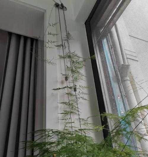 如何分辨文竹爬藤（识别文竹爬藤的特征和生长习性）