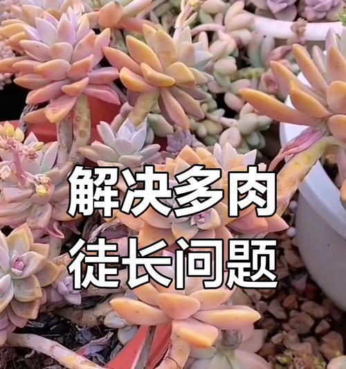 多肉横着徒长的问题解决方法（让多肉重新竖起来，恢复健康生长）
