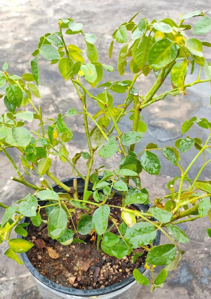 月季养殖中的光照和通风重要性（合理控制光照和通风，让月季茁壮成长）