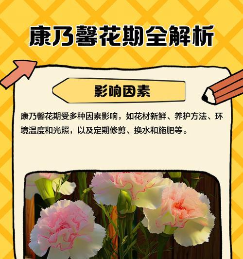 康乃馨的花期有多长时间？（探究康乃馨的花期，了解它的生长周期和养护方式）