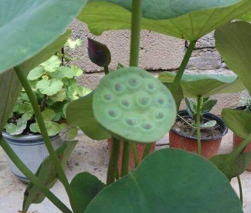 从种子到开花，荷花的种植全攻略（荷花的选择、播种、养护和管理）