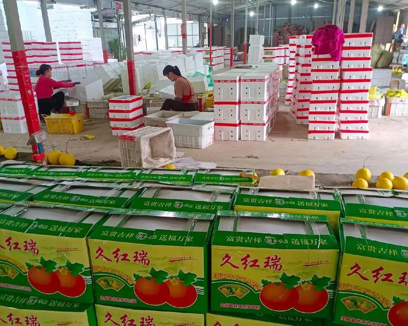 甜瓜成熟上市时间分析（了解甜瓜生长周期，享受甜瓜美味）