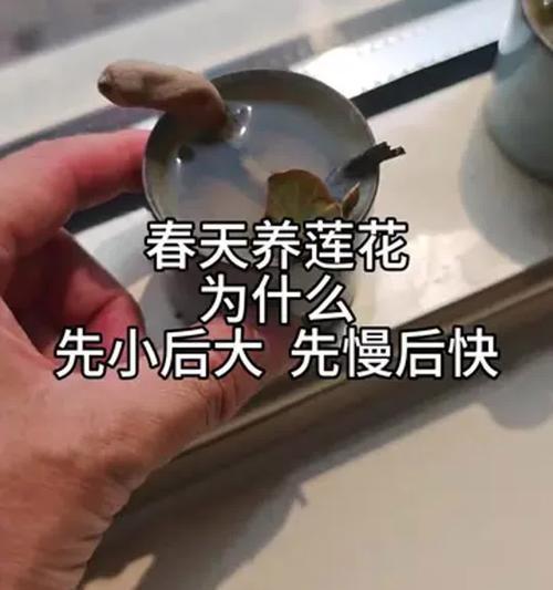 荷花养护指南（掌握关键技巧，打造繁盛水庭）