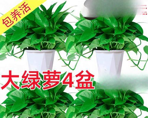 绿萝美化居室，中间插木棍的方法与技巧（打造居室的清新绿意，插木棍让绿萝更加挺拔）