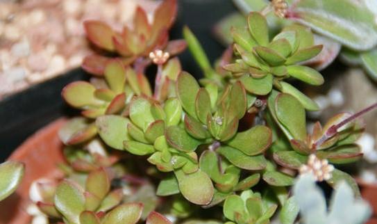 以红稚儿多肉植物怎么养殖（打造红稚儿多肉植物的生长乐园）