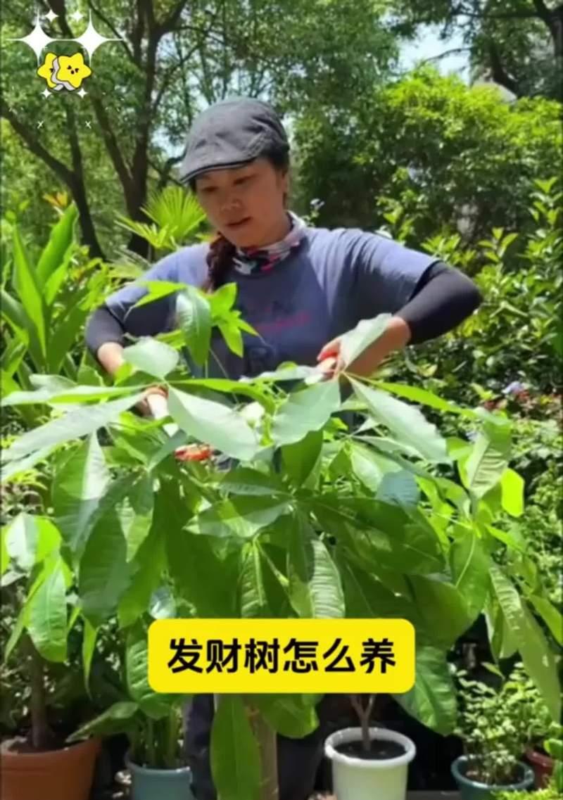 嫁接发财树，创造财富的良机（掌握关键技巧，助您成功种植发财树）