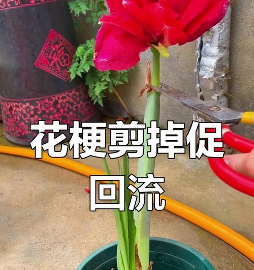 红花养活指南（从种植到护理，助你打造美丽的红花花园）