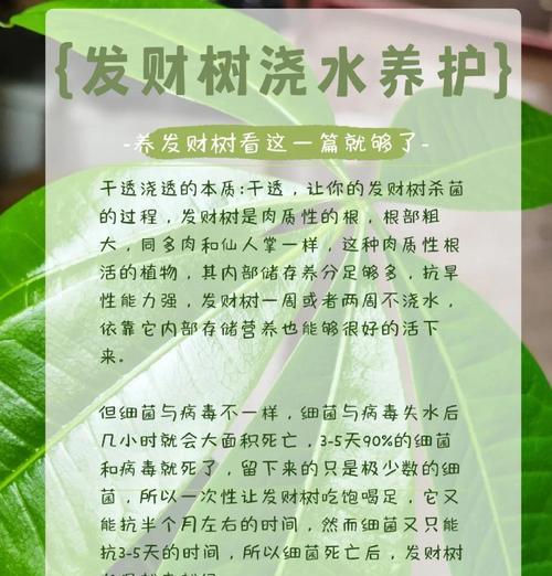 如何正确浇水以小发财树叶子