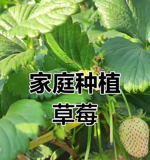 阳台草莓盆栽种植技巧（在家种植阳台草莓，健康又美味）