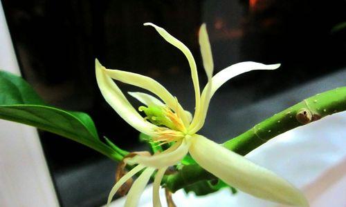 柠檬花扣的由来及特点（探寻柠檬花扣的历史渊源与独特之处）