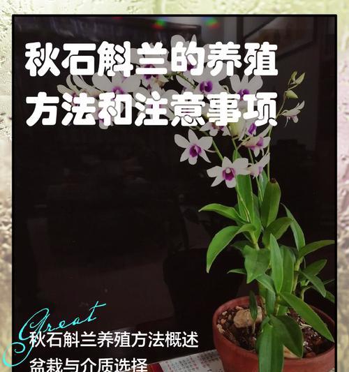 如何在庭院种植石斛（打造美丽花园的绝佳选择）