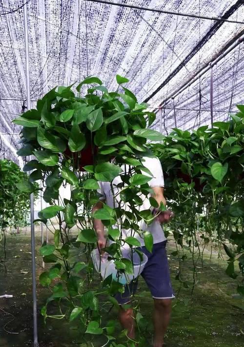 绿萝盘藤（以绿萝为主角，探索盘藤技巧与美学）