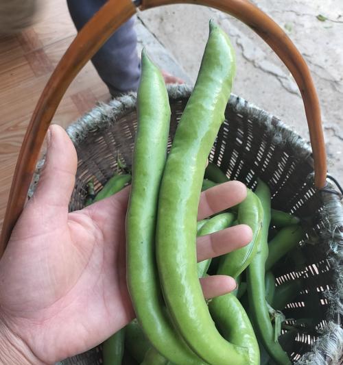 蚕豆成熟的时间和方法（掌握蚕豆成熟的窍门，丰收不再难！）