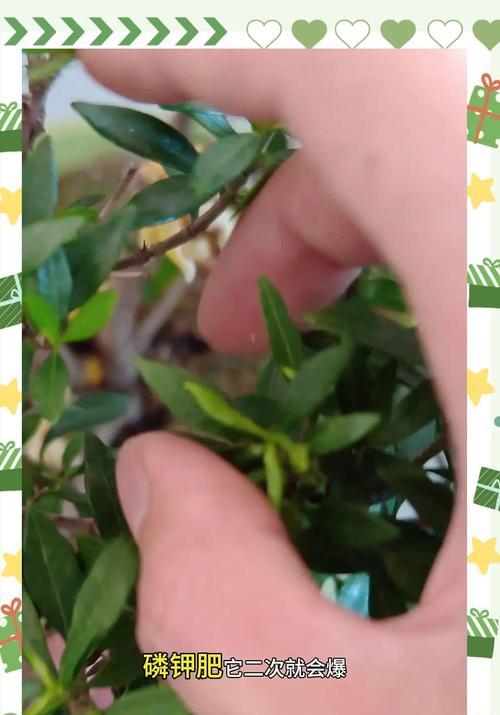 以剪下的栀子花如何生根？（探索栀子花生根的方法和技巧）
