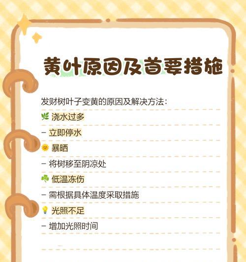 大发财树黄叶处理方法（教你如何正确应对大发财树黄叶问题）