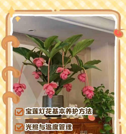 宫灯花的冬季养护技巧