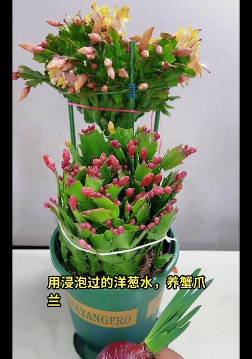 夏季怎样养护谢爪兰（打造美丽花坛，从谢爪兰开始）