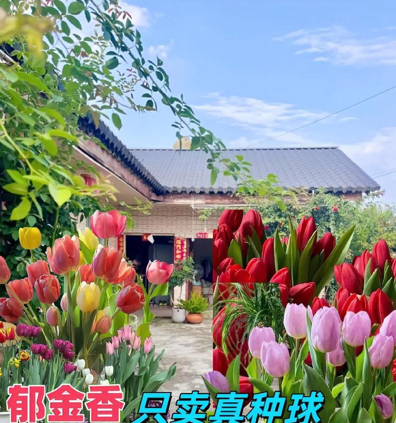 如何正确养护开花郁金香（郁金香养护技巧，助你打造美丽花园）