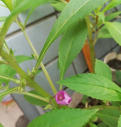 探秘凤仙花种子发芽之谜（种子成活率与发芽时间、种植技巧）