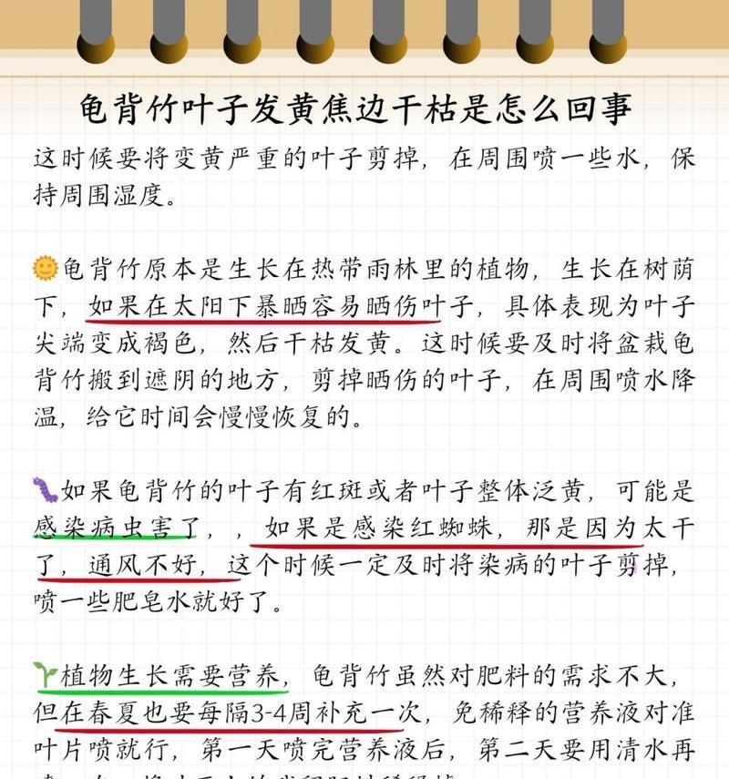 龟背竹中间发黄的原因及应对方法（探寻龟背竹中间发黄的因素，帮助您恢复其健康）