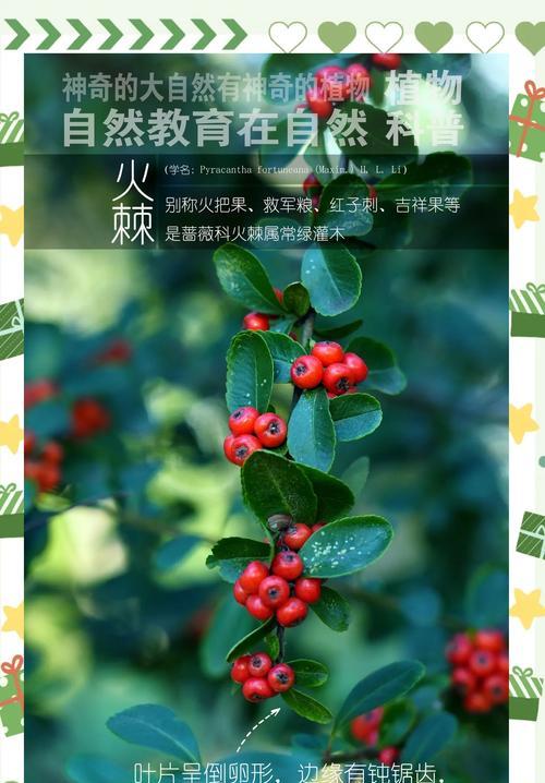 火棘叶子发黑的原因及处理方法（探究火棘叶子变黑的原因并提供相关解决方案）