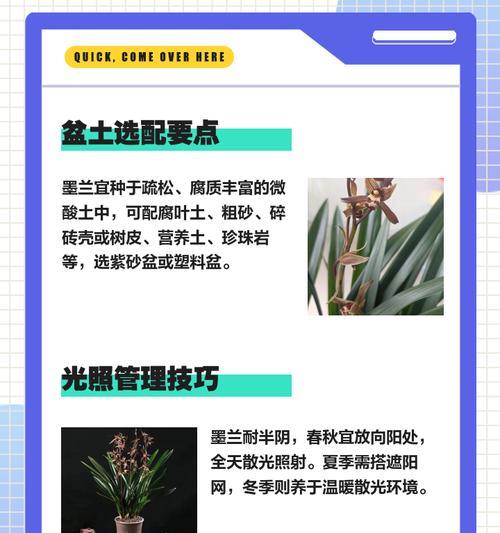北方养墨兰的土配制方法（墨兰如何在北方适宜生长？土壤配制方法揭秘）