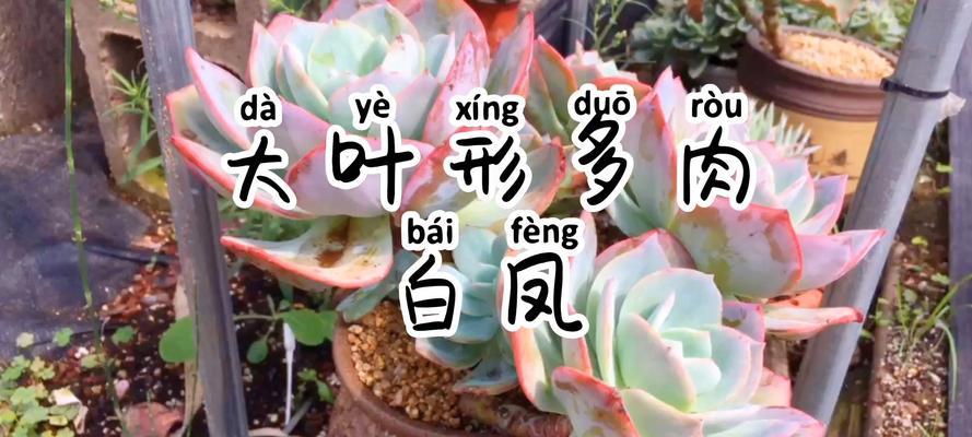 白凤多肉的养护技巧（白凤多肉怎么养？一起来了解它的养护要点！）