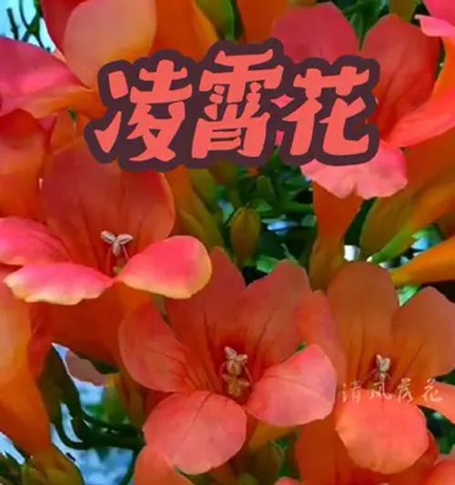 耐寒又耐热的花卉推荐（适应多变气候，为您打造四季花园）
