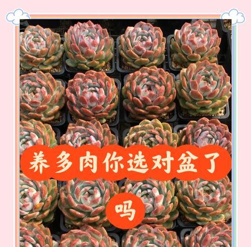 养护景天的秘诀——打造绿意盎然的小天地（探秘景天养护技巧，打造独一无二的植物天堂）