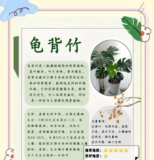 龟背竹分盆的最佳时机（如何选择分盆的龟背竹以提高成活率）