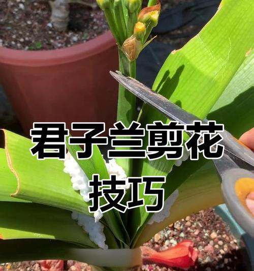 君子兰烂心，如何再次生长？（掌握关键步骤，让君子兰重焕生机）