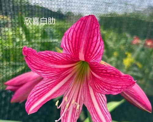 喇叭花养护指南（打造繁花似锦的喇叭花园）