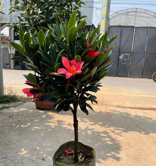 四季山茶掉花原因及防治方法（四季山茶掉花，你需要了解的一切！）