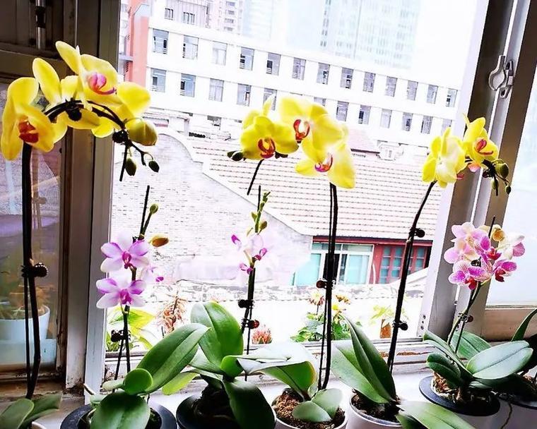 夜间卧室花草摆放的注意事项（打造舒适安睡环境）