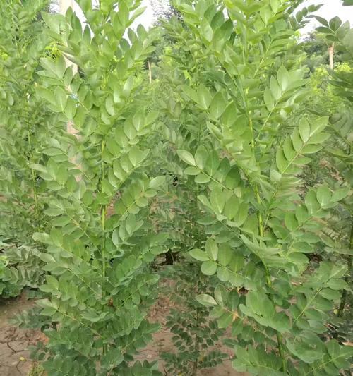 国槐种植间距的重要性（国槐种植间距应该多少？）