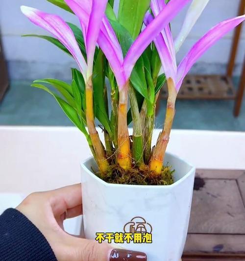 绿箩兰的水养技巧（轻松掌握绿箩兰的水养要点）