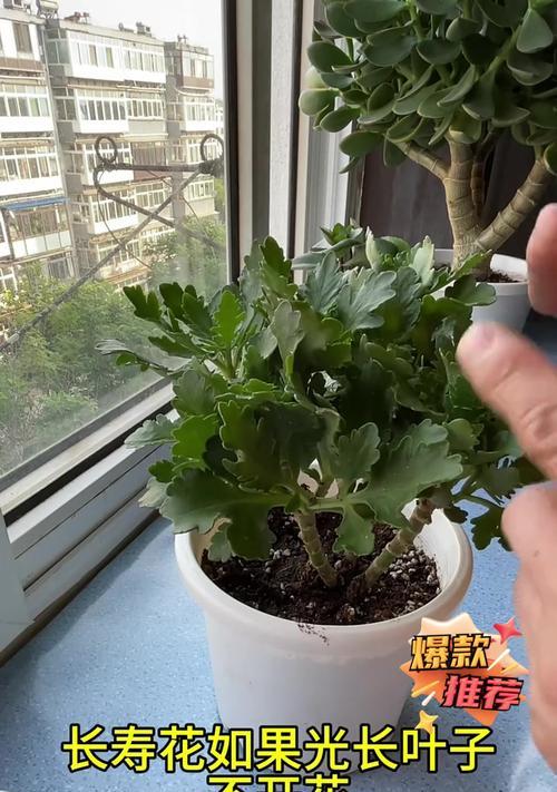 如何让长寿花叶子变大？（掌握这个关键技巧，让长寿花焕发生机）